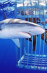 Shark Cage Diving